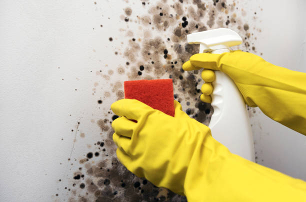 Best Mold Removal Company Near Me  in Camanche, IA